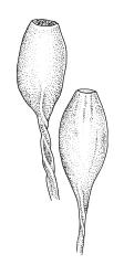Macromitrium gracile, capsules, moist.
 Image: R.C. Wagstaff © All rights reserved. Redrawn with permission from Vitt (1983). 